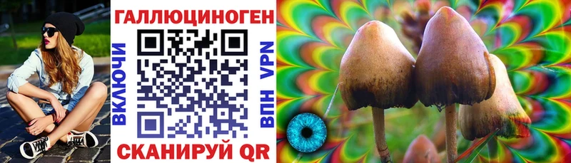 дарнет шоп  Красногорск  Псилоцибиновые грибы Cubensis 